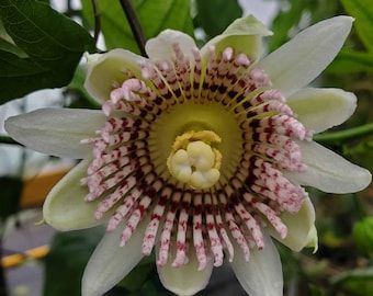 10 Semi di Passiflora sprucei – Semi Freschi, Alta Germinabilità, No-GMO
