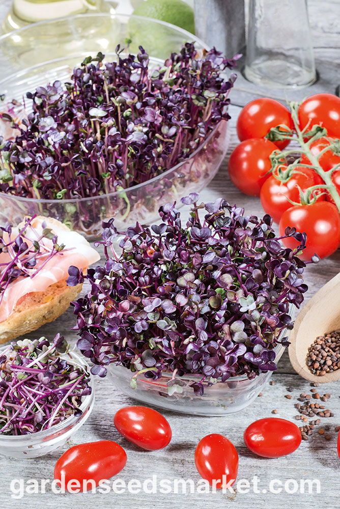 Sango Radish – 10 Seeds, Dark Purple Leaves, Strong Flavor, Perfect for Microgreens, Easy to Grow, High Germination, Non-GMO