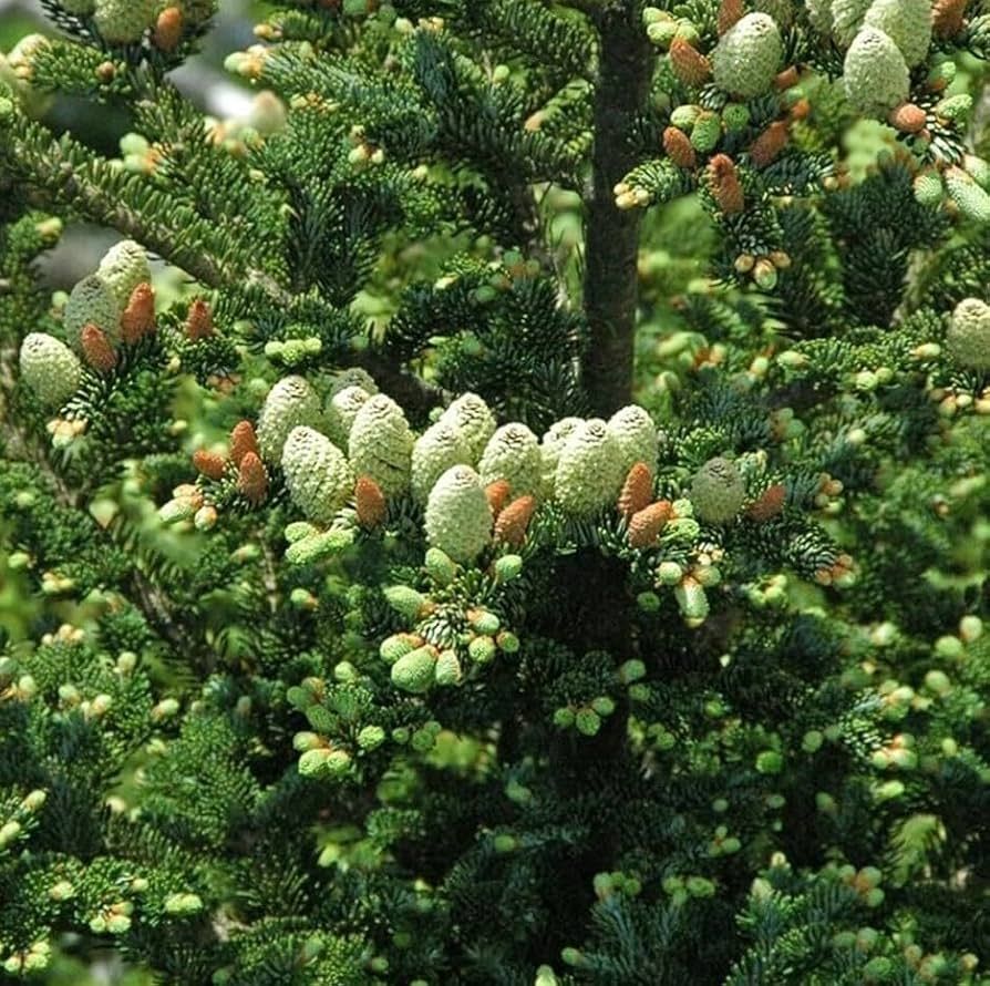 10 Semi di Abies Fraseri - Semi Freschi, Alta Germinabilità, No-GMO