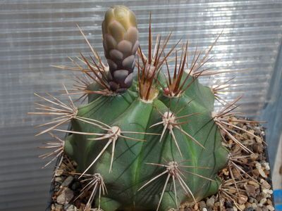 Gymnocalycium paediophylum - 10 Seeds – High Germination, Selected Variety, Non-GMO