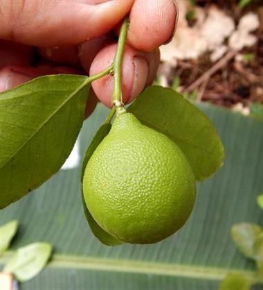 Citrus warburgina – 10 Semi, Agrume Australiano, Raro, Studio, Facile da Coltivare, Alta Germinabilità, Non-GMO