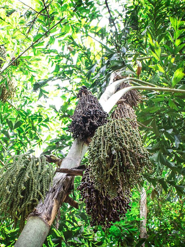 10 Semi di Caryota Maxima - Semi Freschi, Alta Germinabilità, No-GMO
