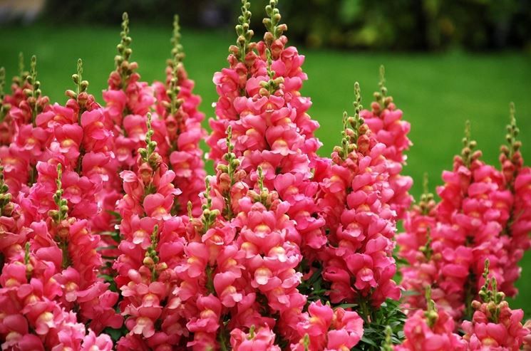 Bocca di Leone Tetra – 30 Semi, Bicolore, Fiore Grande, Reciso, Facile da Coltivare, Alta Germinabilità, Non-GMO