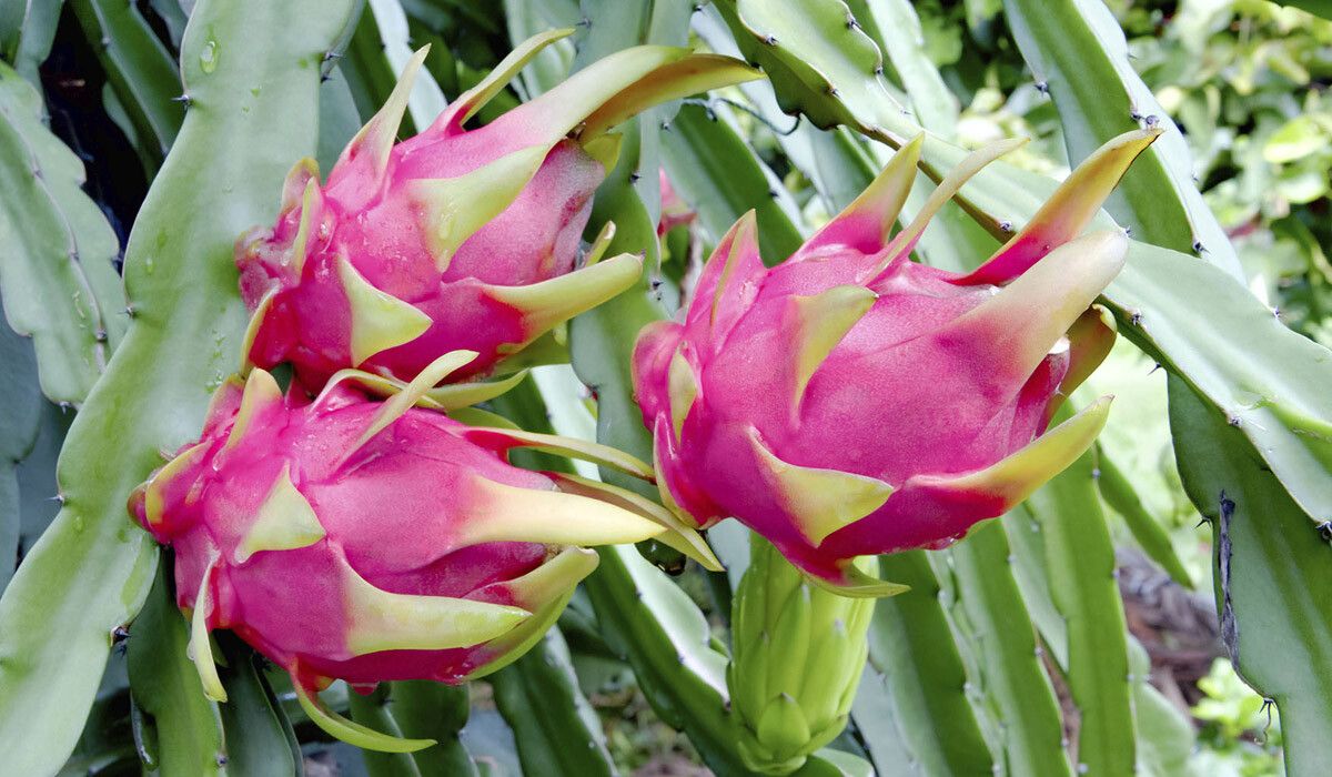 Pitaya Rossa – 10 Semi, Polpa Rossa, Ricca Antiossidanti, Frutto Dolce, Facile da Coltivare, Alta Germinabilità, Non-GMO
