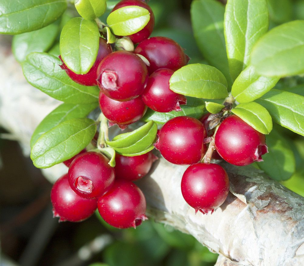 10 Semi di Mirtillo rosso europeo Vaccinium vitis-idaea – Semi Freschi, Alta Germinabilità, No-GMO