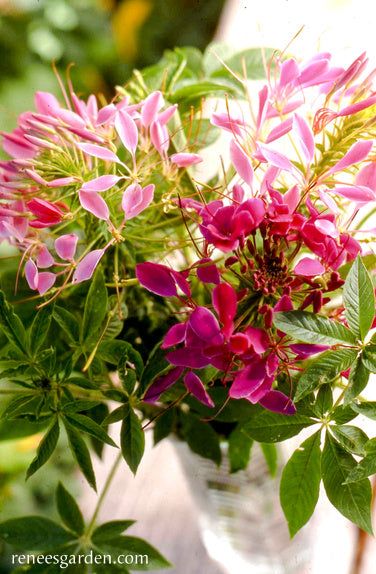 Cleome Fontana Colorata – 10 Semi, Pianta del Ragno, Fiori Unici e Alti, Particolare, Facile da Coltivare, Alta Germinabilità, Non-GMO