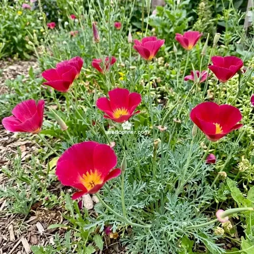 50 Semi di Papavero della California Eschscholzia californica – Semi Freschi, Alta Germinabilità, No-GMO