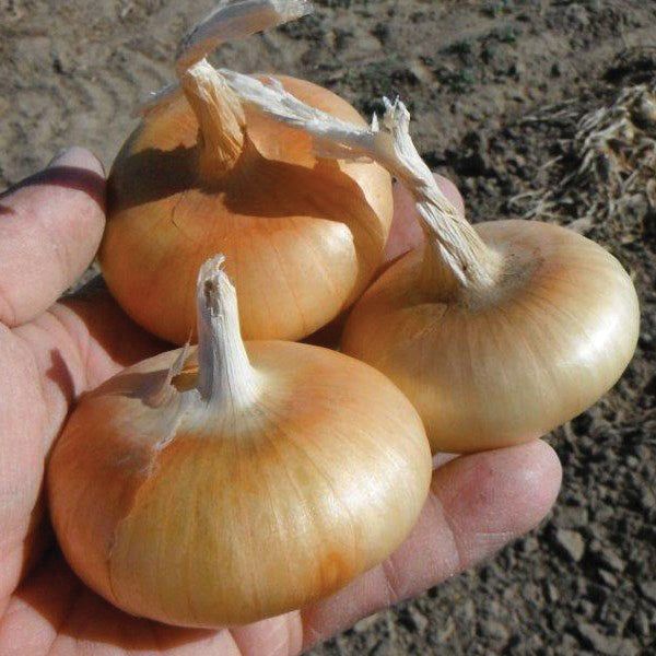 Cipolla Valenciana Temprana – 30 Semi, Grossa e Dorata, Ciclo Medio, Cucina, Facile da Coltivare, Alta Germinabilità, Non-GMO
