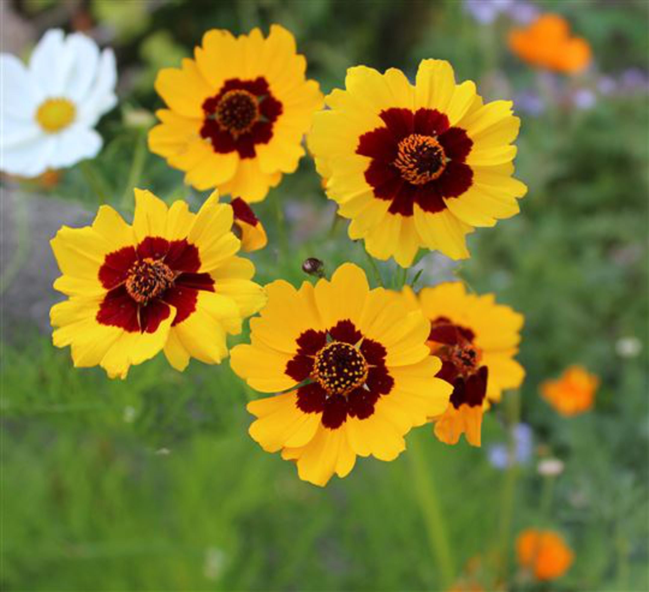 Coreopsis Gigante Bicolor – 10 Semi, Fiori Bicolori, Grande Effetto Visivo, Rustico, Facile da Coltivare, Alta Germinabilità, Non-GMO