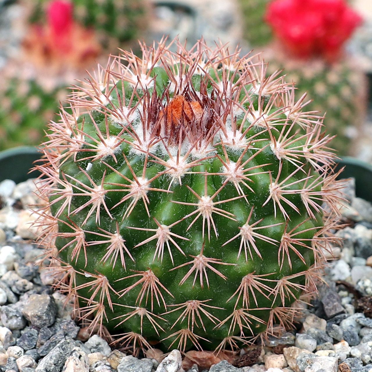 Parodia ocampoi - 10 Semi – Alta Germinabilità, Varietà Selezionata, Non-GMO