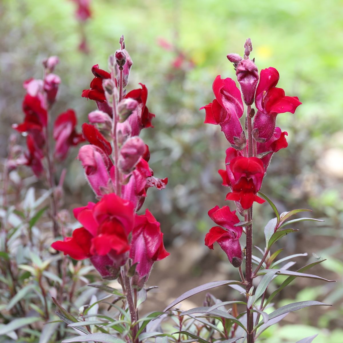 Bocca di Leone Scarlet Giant – 30 Semi, Rosso Scarlatto, Imponente, Aiuole, Facile da Coltivare, Alta Germinabilità, Non-GMO