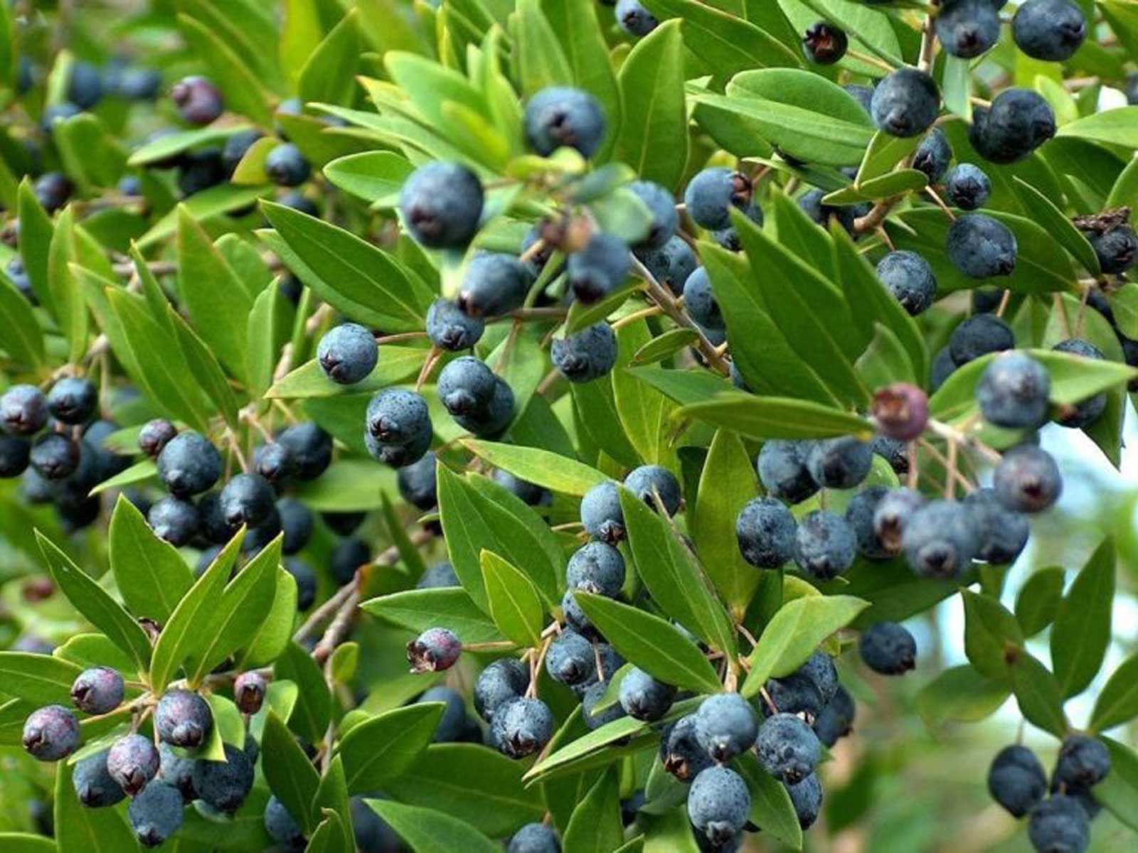 Mirto – 10 Semi, Aromatico, Bacche, Liquori, Facile da Coltivare, Alta Germinabilità, Non-GMO