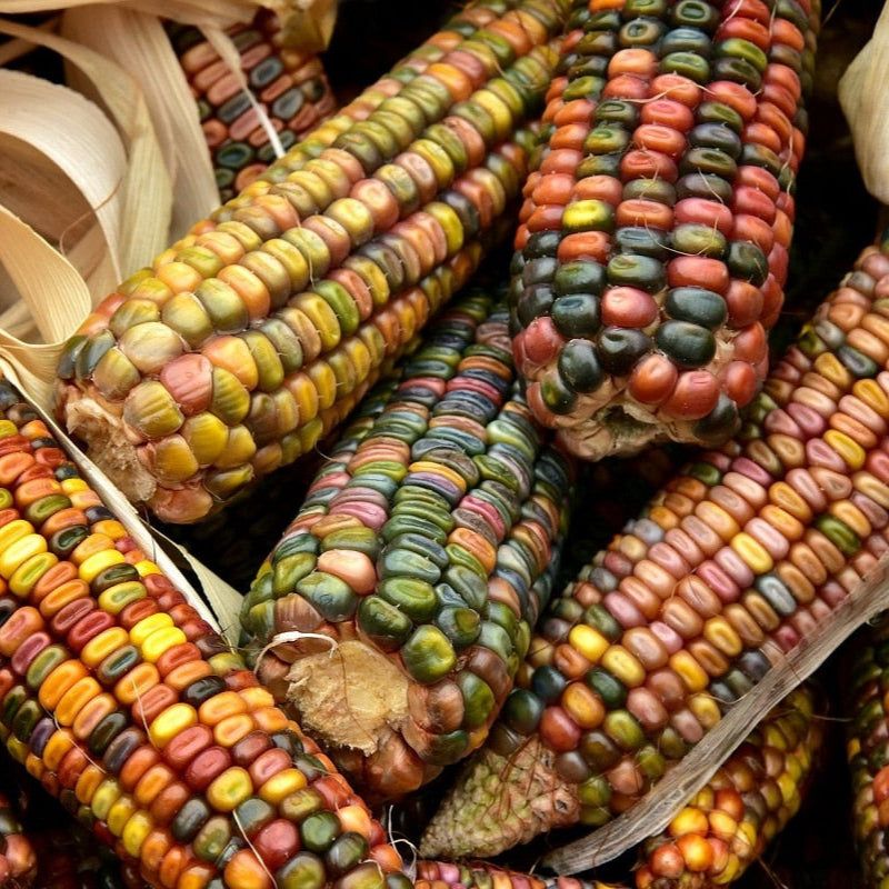 Mais Ornamentale Mix – 30 Semi, Pannocchie Colorate, Decorazione Autunnale, Curioso, Facile da Coltivare, Alta Germinabilità, Non-GMO