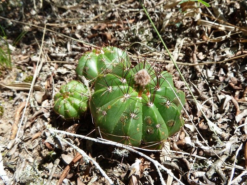 Parodia oxycostata - 10 Semi – Alta Germinabilità, Varietà Selezionata, Non-GMO