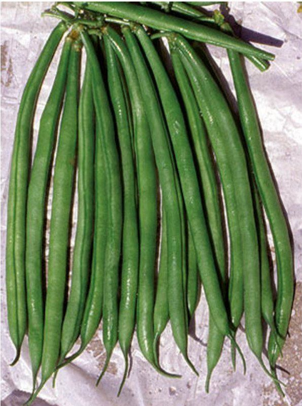 Fagiolo Rampicante Blue Lake – 10 Semi, Tipo Mangiatutto, Baccello Cilindrico, Senza Filo, Facile da Coltivare, Alta Germinabilità, Non-GMO