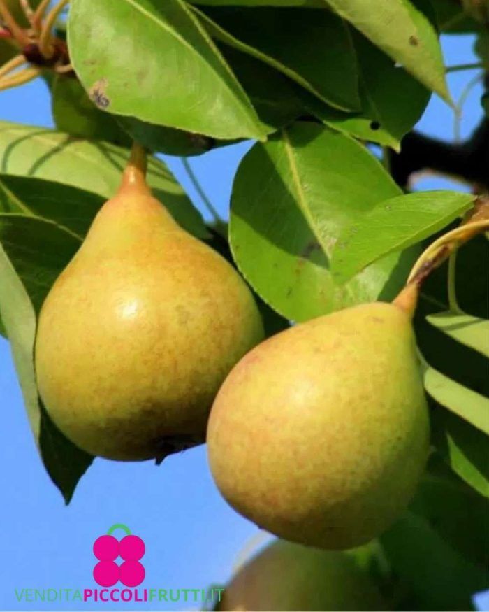 Coscia Pear – 10 Seeds, Sweet and Sugary Fruit, Slightly Grainy Flesh, Ripens Late July, Non-GMO