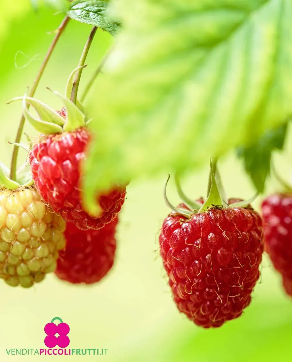 10 Semi di Lampone rifiorente Polka Rubus idaeus Polka – Semi Freschi, Alta Germinabilità, No-GMO