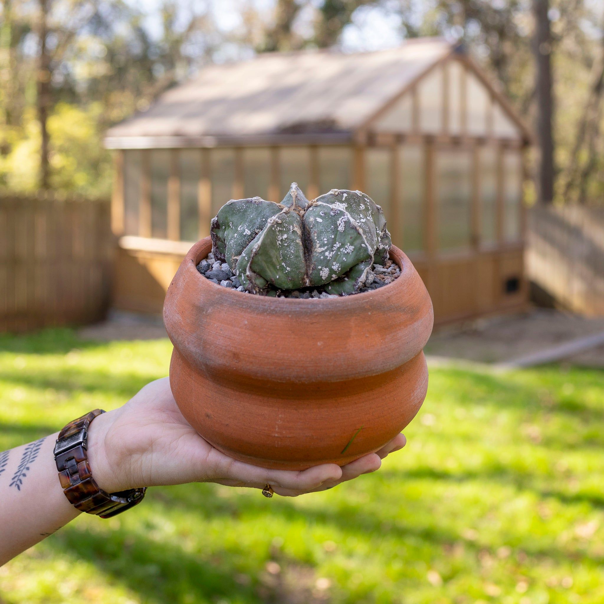 10 Semi di Astrophytum Myriostigma - Semi Freschi, Alta Germinabilità, No-GMO