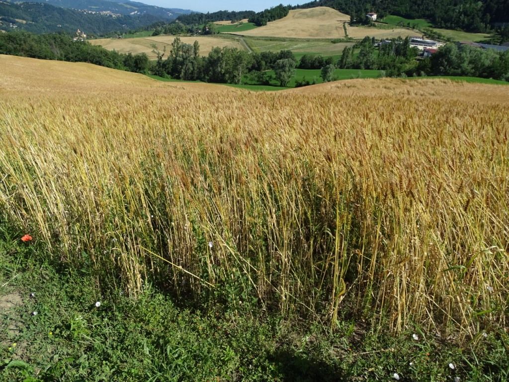 80 Semi di Frumento Ardito Tenero – Semi Freschi, Alta Germinabilità, No-GMO
