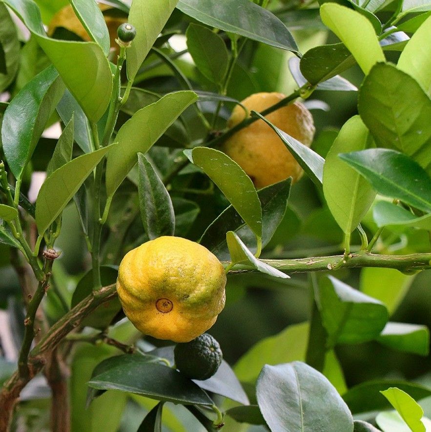 Limetta Dolce – 10 Semi, Bassa Acidità, Delicato, Fresco, Facile da Coltivare, Alta Germinabilità, Non-GMO