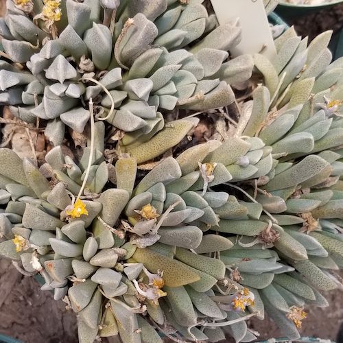 Prepodesma - 10 Semi – Alta Germinabilità, Varietà Selezionata, Non-GMO