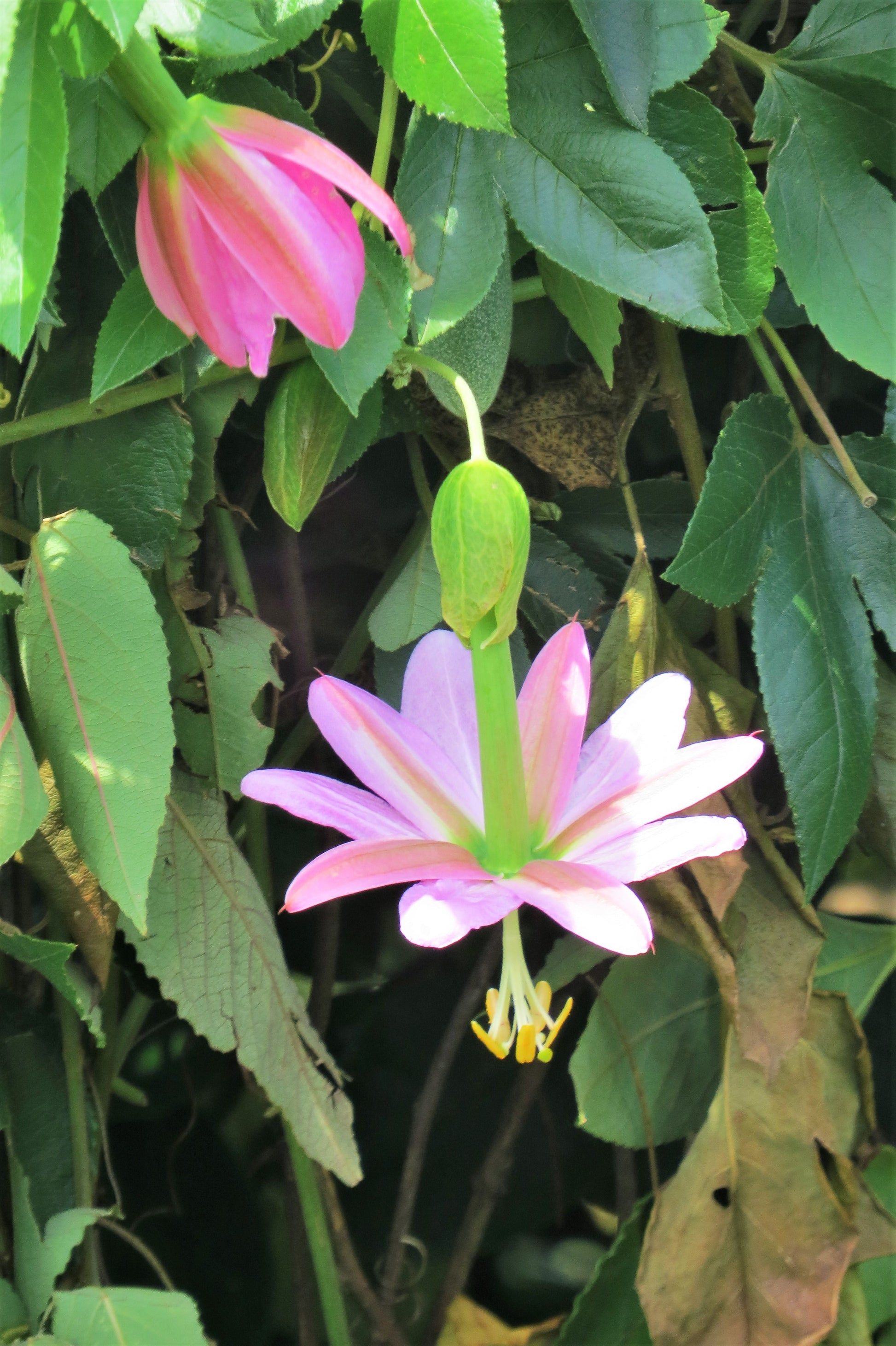10 Semi di Passiflora Andreana – Semi Freschi, Alta Germinabilità, No-GMO