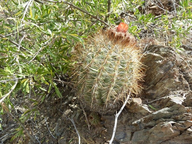 Parodia aureicentra - 10 Semi – Alta Germinabilità, Varietà Selezionata, Non-GMO