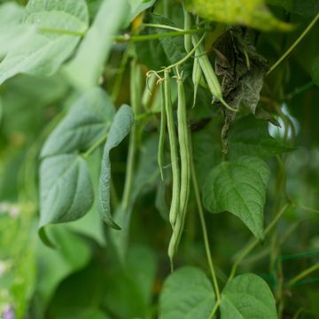 Fagiolo Nano Contender – 10 Semi, Molto Precoce, Resistente alle Malattie, Senza Filo, Facile da Coltivare, Alta Germinabilità, Non-GMO
