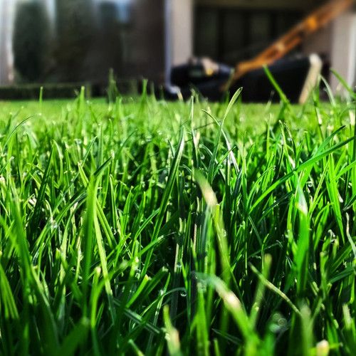 Prato Tenax Dry – 10.000 Semi, Massima Resistenza alla Siccità, Ideale per Zone Soleggiate, Professionale, Facile da Coltivare, Alta Germinabilità, Non-GMO