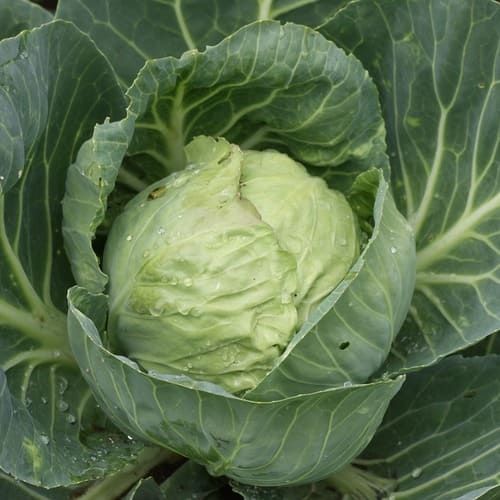 10 Semi di Cavolo Cappuccio - Semi Freschi, Alta Germinabilità, No-GMO