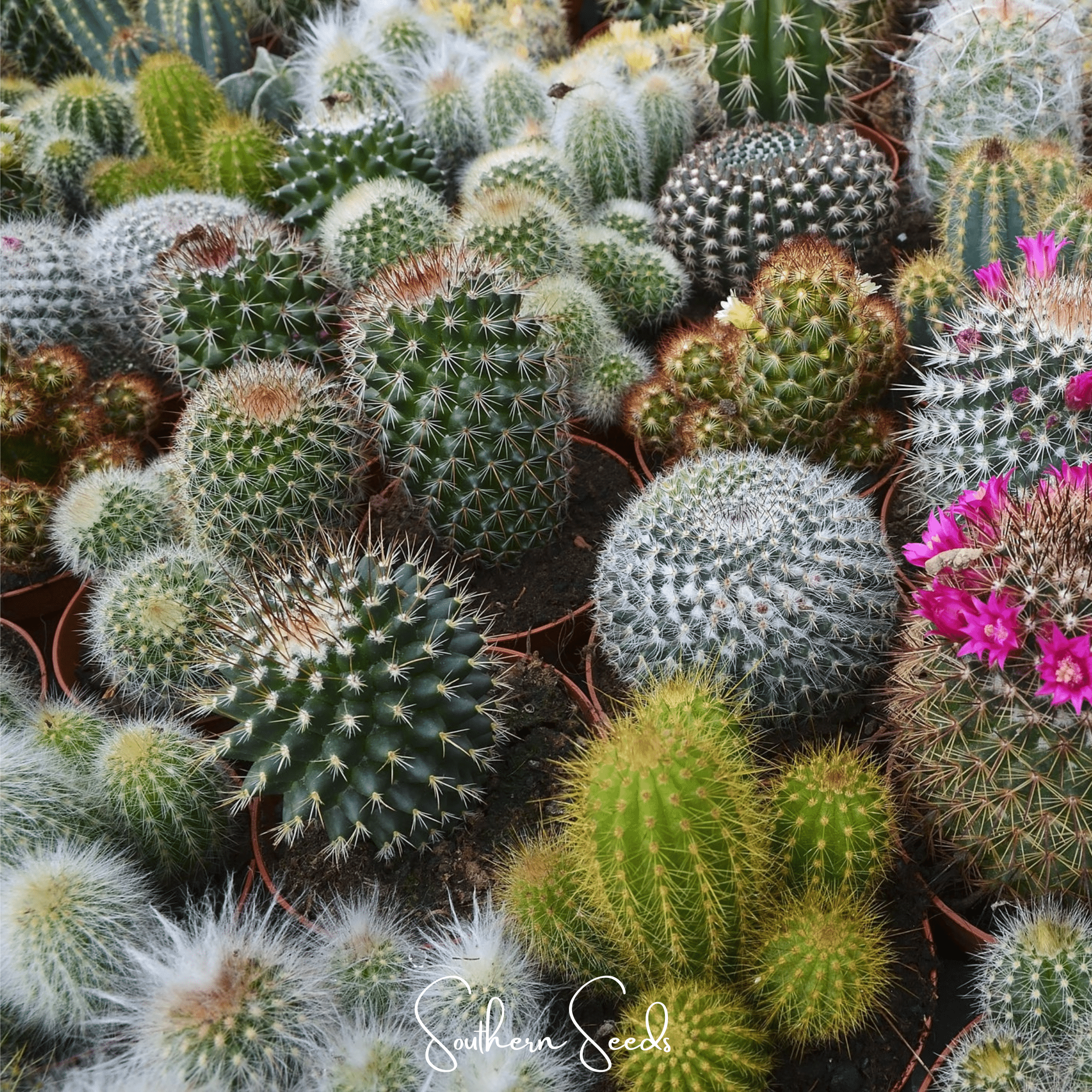Cactacee in Mix – 10 Semi, Varietà di Cactus, Piante Grasse, Mix Sorpresa, Facile da Coltivare, Alta Germinabilità, Non-GMO