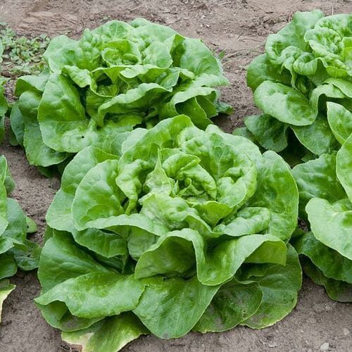 Lattuga Meraviglia d’Inverno – 30 Semi, Molto Resistente, Invernale, Facile da Coltivare, Alta Germinabilità, Non-GMO