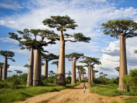 10 Semi di Adansonia Digitata - Semi Freschi, Alta Germinabilità, No-GMO