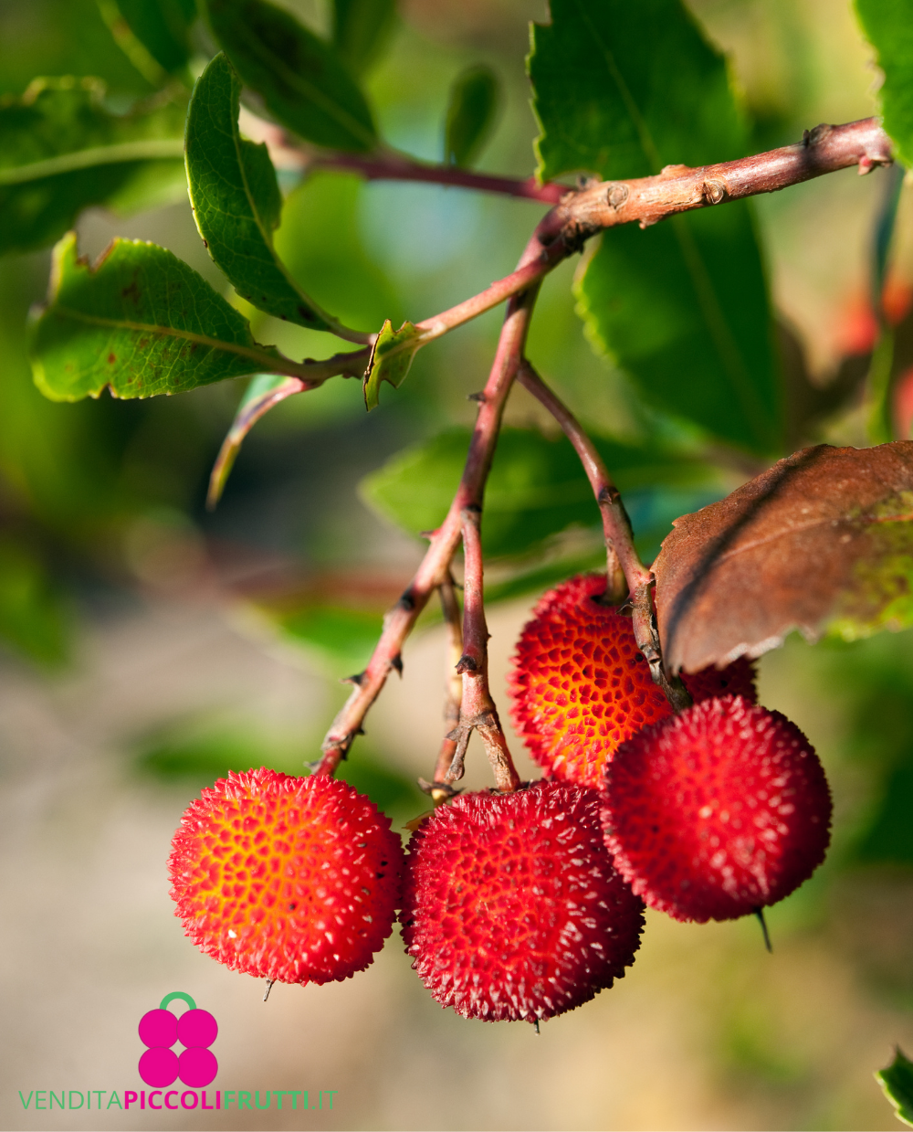 Corbezzolo – 10 Semi, Frutti Eduli, Ornamentale, Esterno, Facile da Coltivare, Alta Germinabilità, Non-GMO
