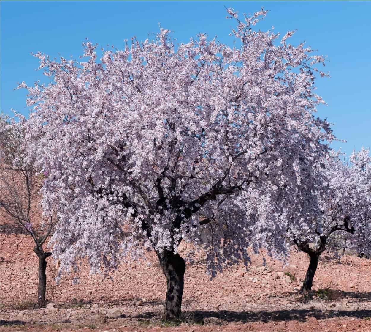 Mandorlo – 10 Semi, Fiori Rosa, Frutta Secca, Orto, Facile da Coltivare, Alta Germinabilità, Non-GMO