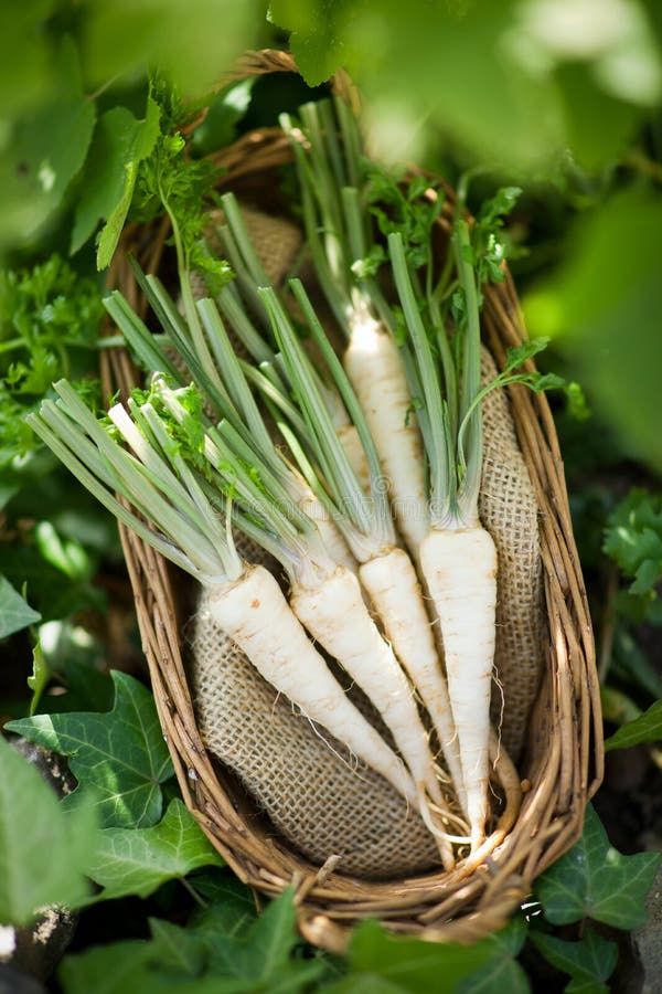 Prezzemolo di Amburgo – 50 Semi, Radice Edibile, Aroma Unico, Per Zuppe, Facile da Coltivare, Alta Germinabilità, Non-GMO