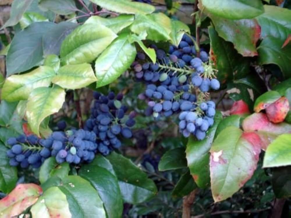 Uva dell'Oregon – 10 Semi, Fiori Gialli, Bacche Blu, Vaso, Facile da Coltivare, Alta Germinabilità, Non-GMO