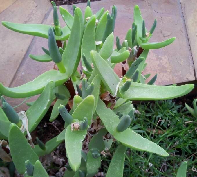 Mitrophyllum - 10 Semi – Alta Germinabilità, Varietà Selezionata, Non-GMO