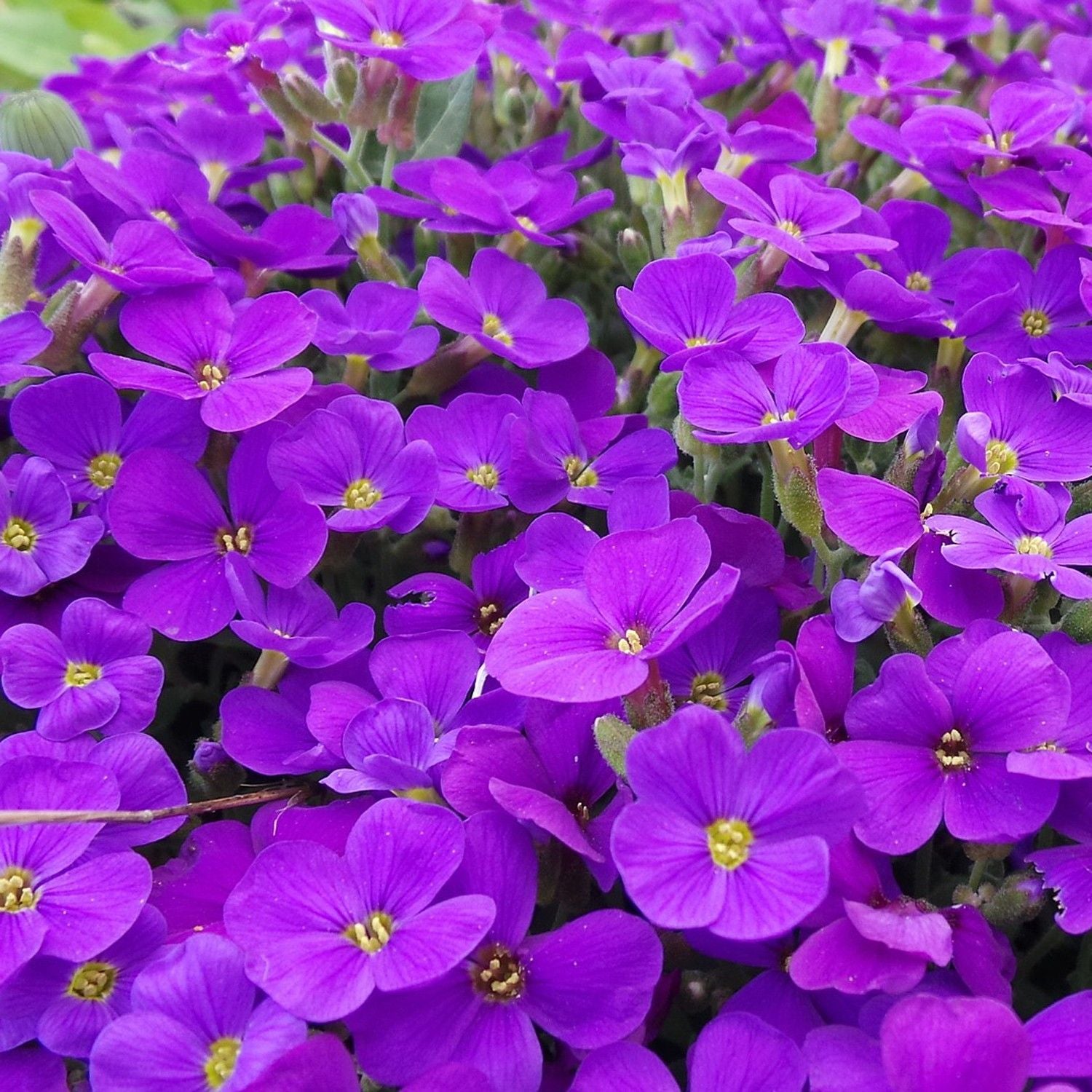 Aubretia Nana Porpora – 10 Semi, Tappeto Porpora, Perenne, Cascata di Fiori, Facile da Coltivare, Alta Germinabilità, Non-GMO