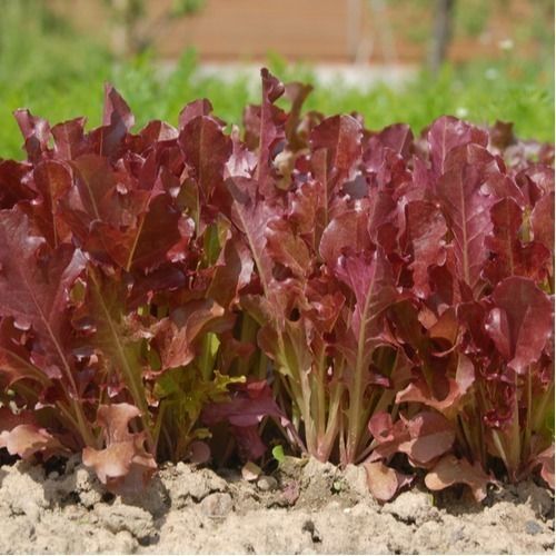 Lattuga Biscia Rossa – 30 Semi, Da Taglio, Sfumature Rosse, Saporita, Facile da Coltivare, Alta Germinabilità, Non-GMO