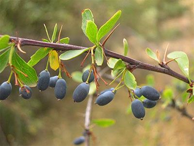 Agracejo – 10 Semi, Arbusto Spinoso, Bacche, Giardino, Facile da Coltivare, Alta Germinabilità, Non-GMO