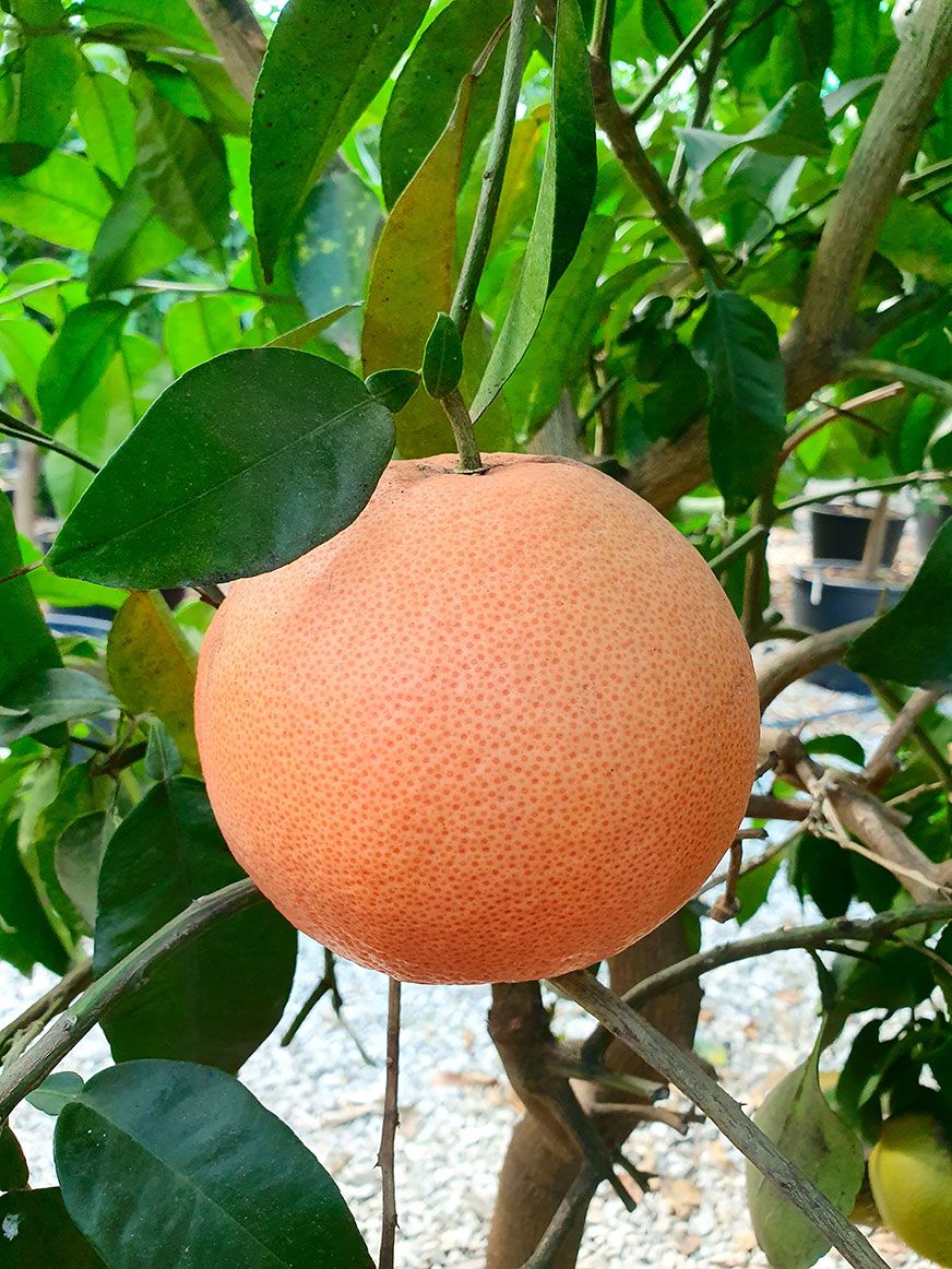 Pompelmo – 10 Semi, Gusto Amarognolo, Dietetico, Spremute, Facile da Coltivare, Alta Germinabilità, Non-GMO