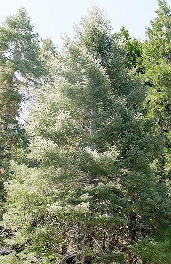 Abete Bianco – 10 Semi, Ornamentale, Sempreverde, Giardino, Facile da Coltivare, Alta Germinabilità, Non-GMO