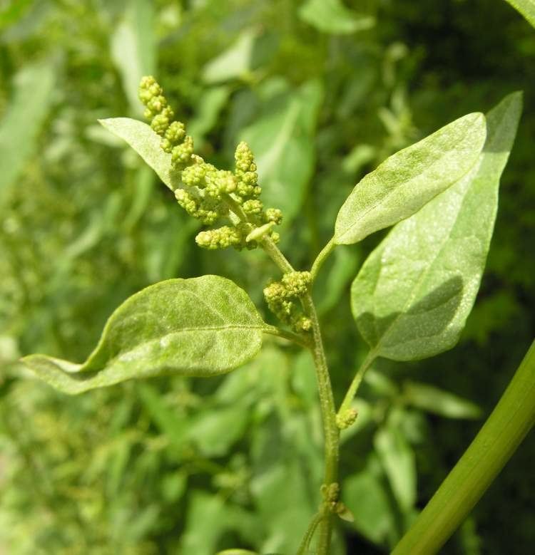 Atriplice – 10 Semi, Resistente al Sale, Siepe, Bordure, Facile da Coltivare, Alta Germinabilità, Non-GMO