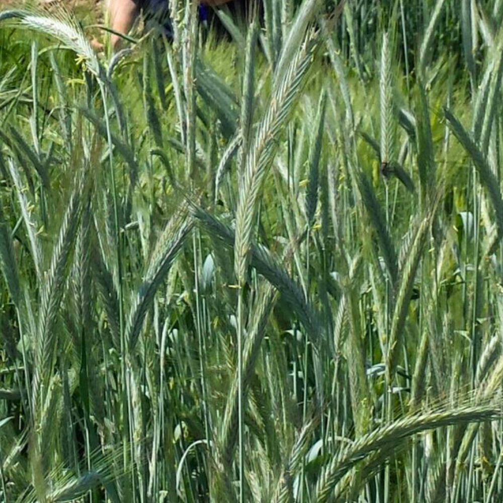 80 Semi di Segale Dukato – Semi Freschi, Alta Germinabilità, No-GMO