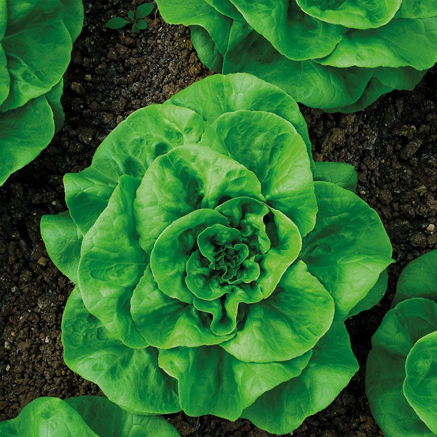 Lattuga Cappuccio Trocadero – 30 Semi, Burrosa e Tenera, Ciclo Medio, Orto, Facile da Coltivare, Alta Germinabilità, Non-GMO