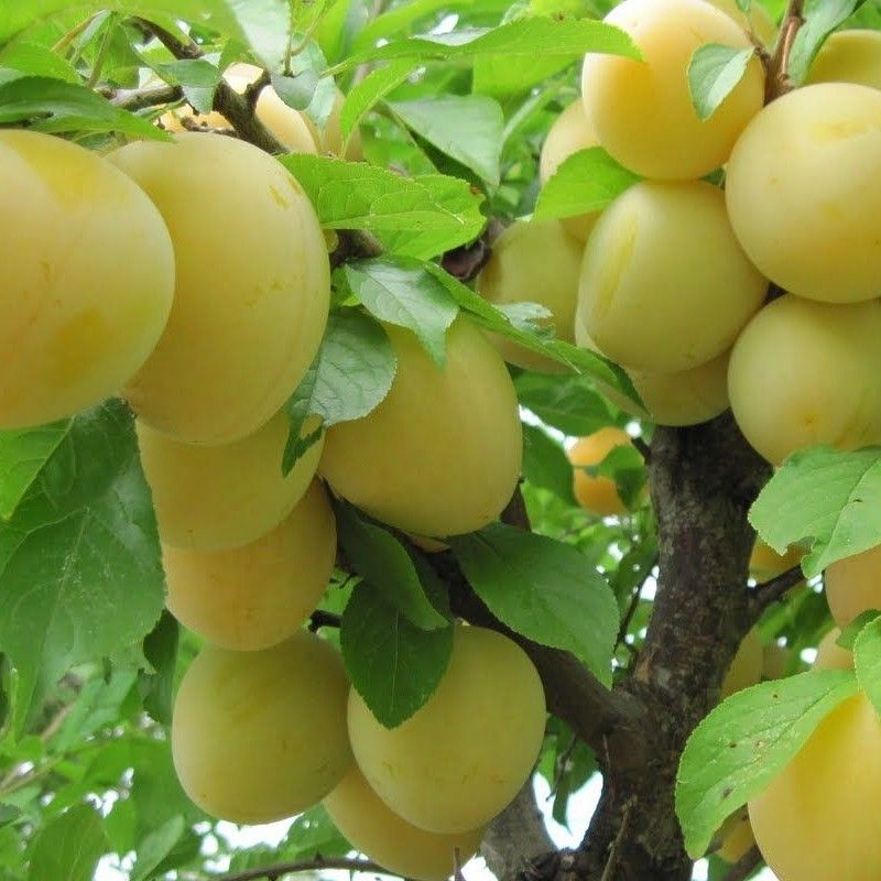 Shiro Plum (Golden Drop) – 10 Seeds, Yellow Skin, Very Juicy and Sweet, Ripens July 10, Easy to Grow, Non-GMO