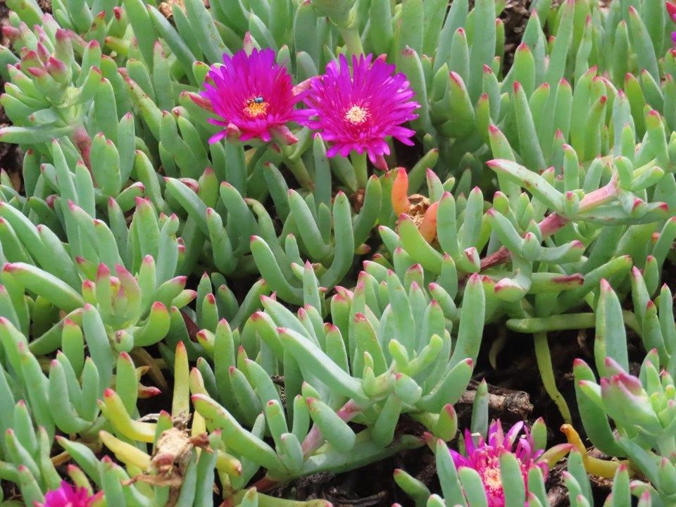 Lampranthus - 10 Semi – Alta Germinabilità, Varietà Selezionata, Non-GMO