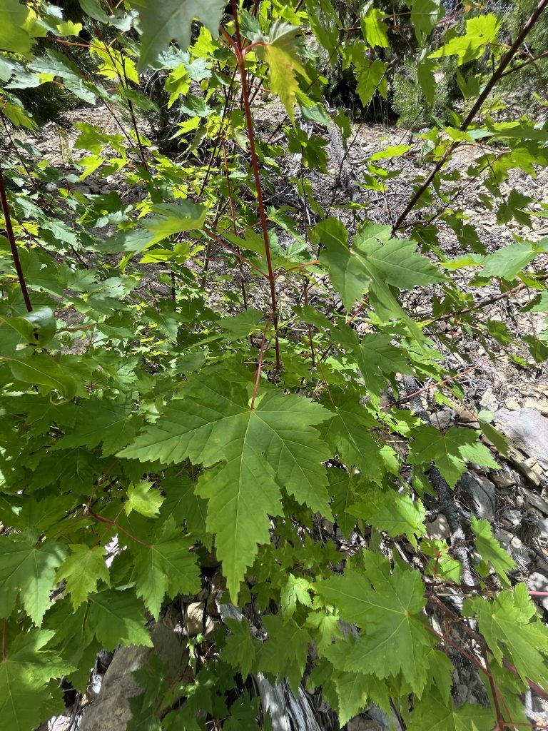 10 Semi di Acer Glabrum - Semi Freschi, Alta Germinabilità, No-GMO