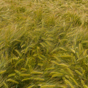 80 Semi di Orzo Polistico KWS Tonic – Semi Freschi, Alta Germinabilità, No-GMO